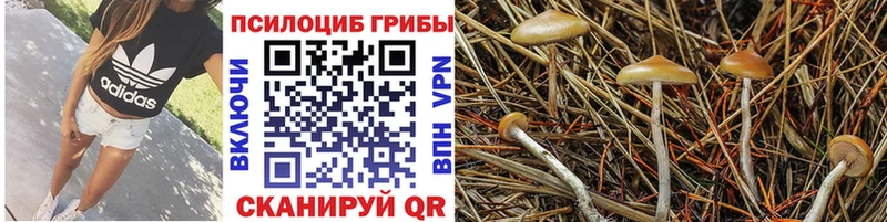 Псилоцибиновые грибы GOLDEN TEACHER  где продают   Белорецк 